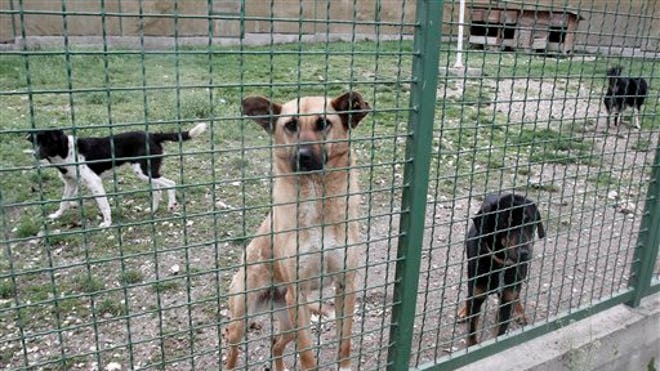 Kosovo street dogs